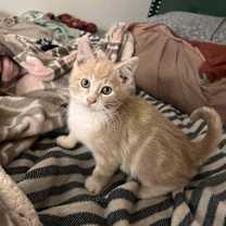 Thumbnail photo of [FREE] Ponyo & Nala #4