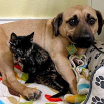 Thumbnail photo of Sylna #2