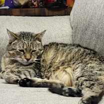 Thumbnail photo of Chaos #1