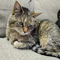 Thumbnail photo of Chaos #4