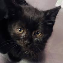 Thumbnail photo of Coal #2