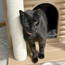 Thumbnail photo of Dahlia #1