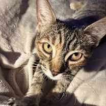 Thumbnail photo of Pecan Pie #1