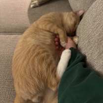 Thumbnail photo of Leo #3