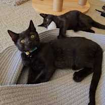 Thumbnail photo of Scottie #4