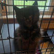 Thumbnail photo of Fang #2