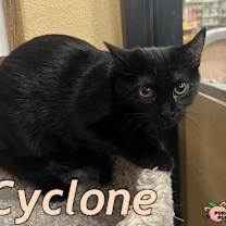 Thumbnail photo of Cyclone #2