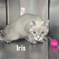 Thumbnail photo of Iris #1