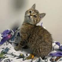 Thumbnail photo of Lexi #1