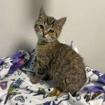 Thumbnail photo of Lexi #2