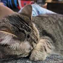 Thumbnail photo of Nani #4