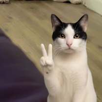 Thumbnail photo of Spots #2