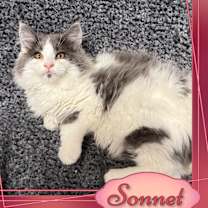 Thumbnail photo of Sonnet #1