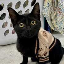 Thumbnail photo of Jinx #3