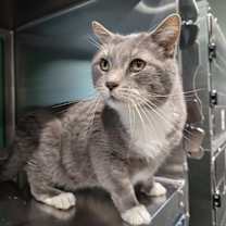 Thumbnail photo of Big Mac #1