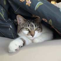 Thumbnail photo of Tempest #4