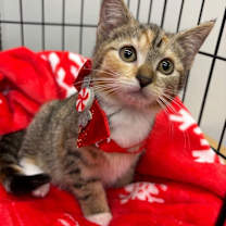 Thumbnail photo of Ariel #1