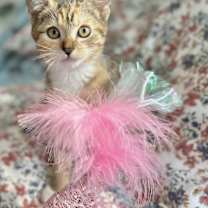 Thumbnail photo of Ariel #2