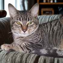 Thumbnail photo of Feathertail #1