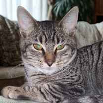 Thumbnail photo of Feathertail #2