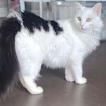 Thumbnail photo of Ghost #3