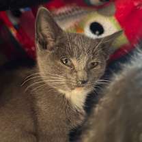 Thumbnail photo of Relic #2