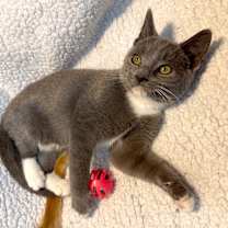 Thumbnail photo of Relic #4