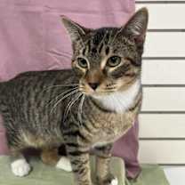 Thumbnail photo of Telford #2