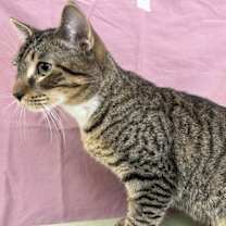 Thumbnail photo of Telford #4