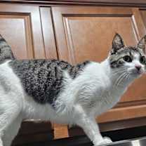 Thumbnail photo of MK #3