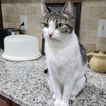 Thumbnail photo of MK #4