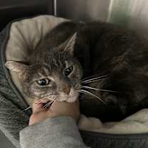 Thumbnail photo of Wella #1