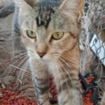 Thumbnail photo of Keke #2