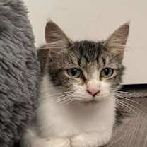 Thumbnail photo of Ota (bonded w/ Rani) #2