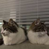 Thumbnail photo of Ota (bonded w/ Rani) #3