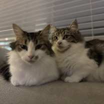 Thumbnail photo of Ota (bonded w/ Rani) #4