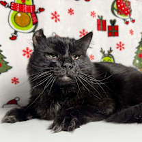 Thumbnail photo of Lansing #1