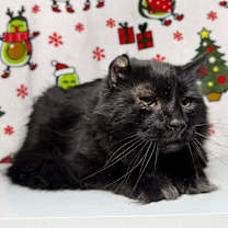 Thumbnail photo of Lansing #2