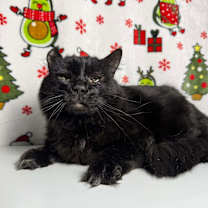 Thumbnail photo of Lansing #3