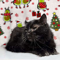 Thumbnail photo of Lansing #4