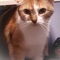 Thumbnail photo of Babette #1