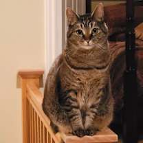 Thumbnail photo of Bella #1