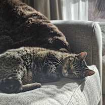 Thumbnail photo of Bella #2