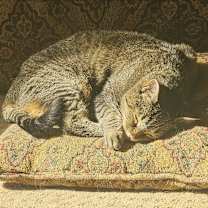 Thumbnail photo of Bella #3