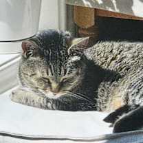 Thumbnail photo of Bella #4