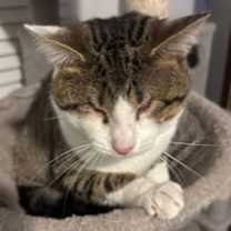 Thumbnail photo of Stevie Wonder #2