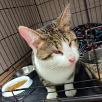 Thumbnail photo of Stevie Wonder #3