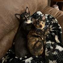 Thumbnail photo of Django #1