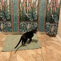 Thumbnail photo of Django #2