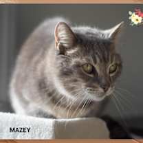 Thumbnail photo of Mazey(fta) #3